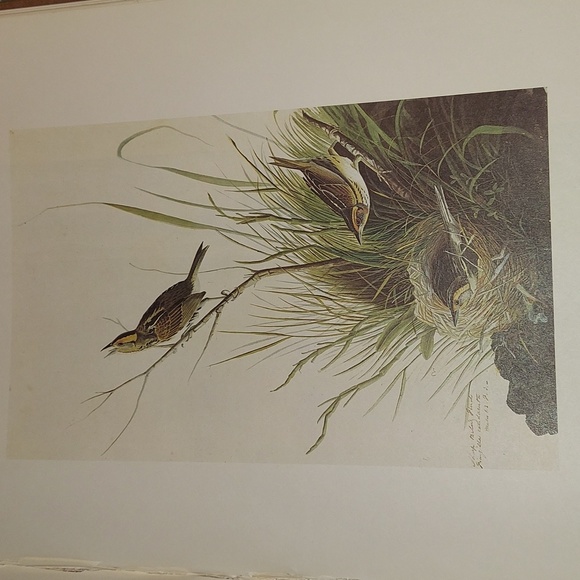Sharp Tailed Sparrow. John James Audubon - Picture 1 of 4
